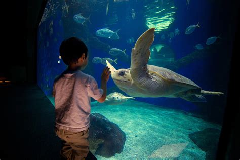 Aquarium sa Virginia Beach: Isang Magandang Pasyalan para sa Pagpapahinga Kasama ang Pamilya